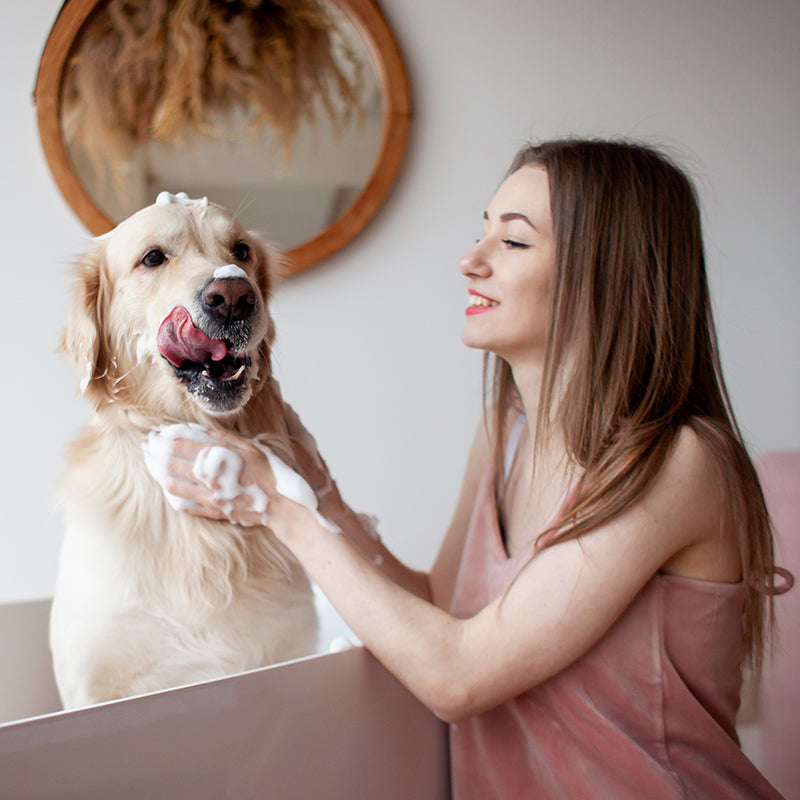 Woman washing a golden retriever in a bathtub with a mirror in the background