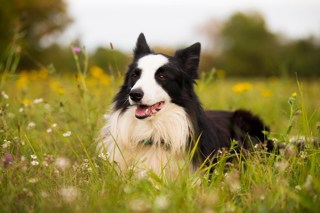 Black and white dog sitting in a grassy field with flowers