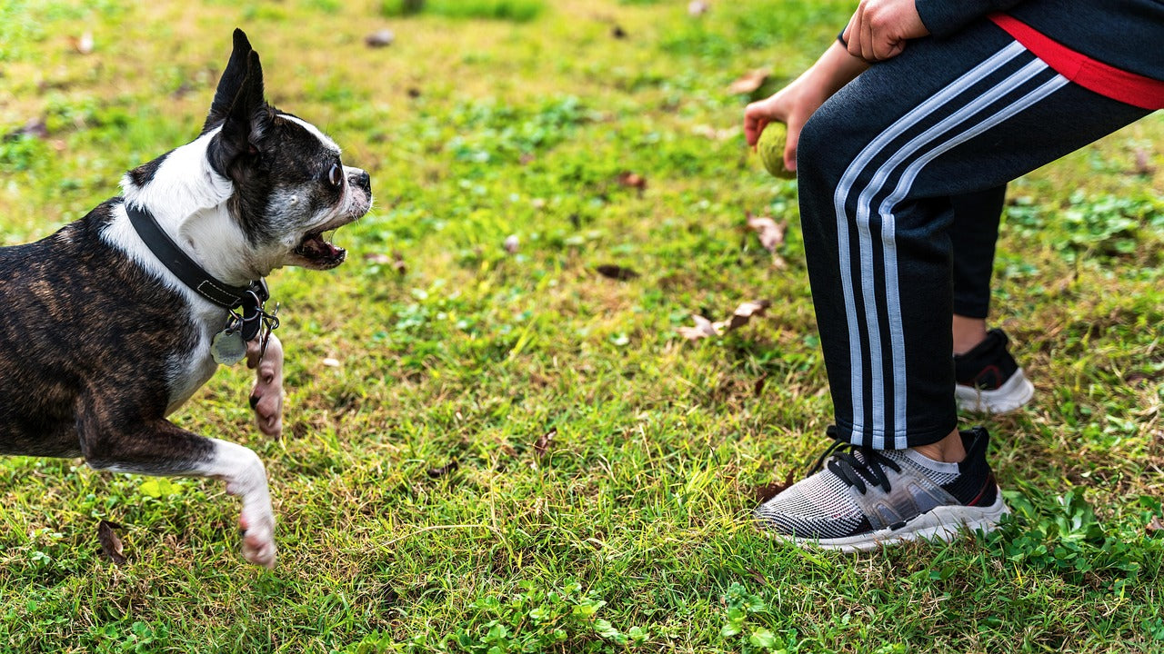 Person sitting on grass next to a dog outdoors